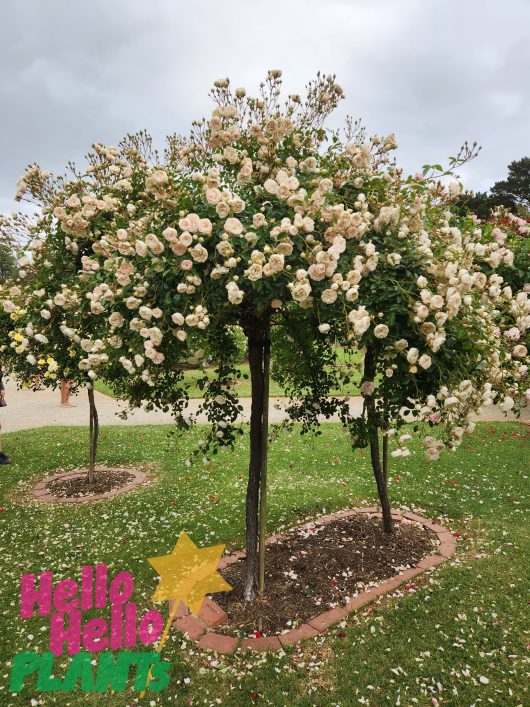 Rose 'Seafoam' 6ft Weeper