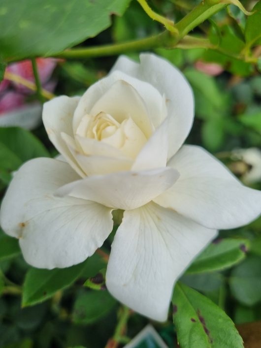 Rose hybrid tea Virgo White Rose large petal