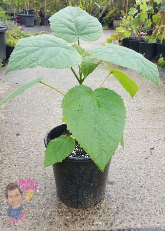 Young Paulownia 'Sapphire Dragon' tree with large leaves growing in a Paulownia 'Sapphire Dragon' Tree 8" Pot, placed on a concrete surface with potted plants in the background.