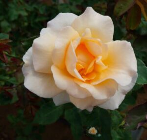 A Rose 'Apricot Nectar' Bush Form is blooming in a garden, exuding a sweet scent similar to apricot nectar.