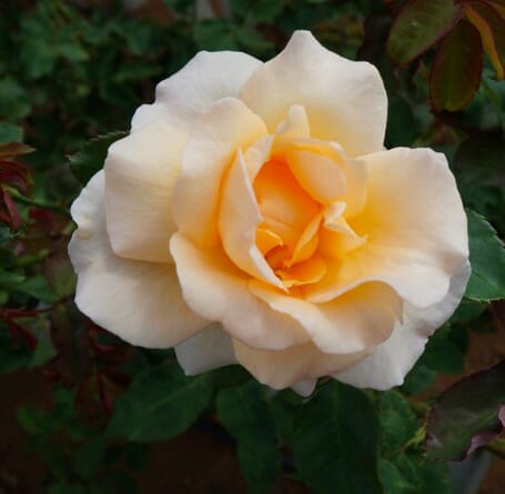 A 'Apricot Nectar' 3ft Standard rose blooms in the garden.