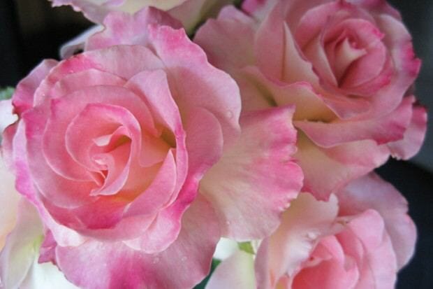 Seduction Rose 2ft Standard Hello Hello Plants And Garden Supplies 