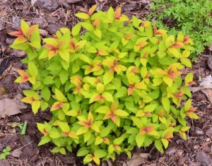 Spiraea japonica Goldflame Japanese Spirea small bush with lime green yellow leaves with bronze red tips compmact
