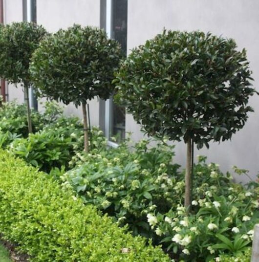Three Ficus hillii 'Flash' (Standard 90cm) shrubs, planted in a row next to a building, are surrounded by small green plants and white flowers.