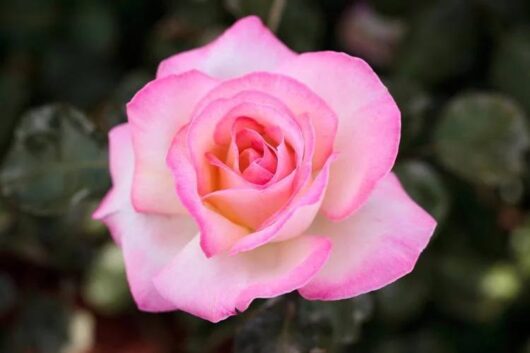 A Rose 'Princess De Monaco' Climber in pink and white.