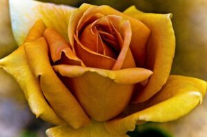 Yellow 'Vienna Charm' rose photograph - 'Vienna Charm' yellow rose fine art print.