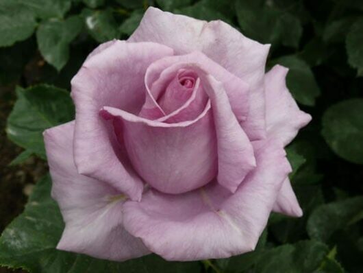 A close-up of a delicate Rose 'Vol De Nuit' Bush Form with soft petals, surrounded by green leaves in the background.