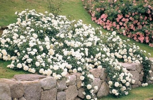 Rosa 'White Meidiland' Ground Cover and pink rose bushes flourishing over a rustic stone wall in a manicured garden.