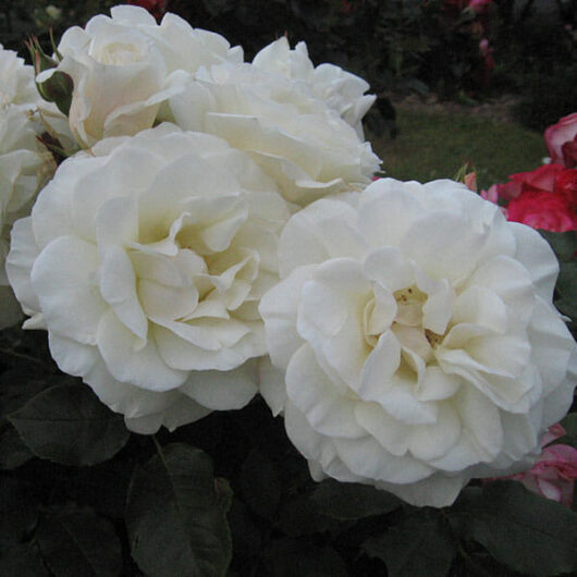 A close-up of a cluster of Rose 'White Meidiland' 6ft Weeper (Eco Grade) roses in full bloom, set against a background of dark green foliage.