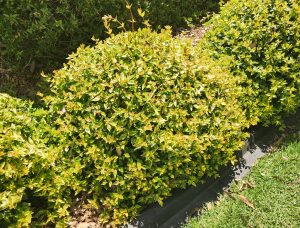 abelia grandiflora kaleidoscope glossy abelia advanced compact round shrub growing in garden