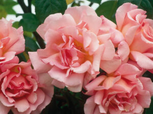 A cluster of Rose 'Compassion' Climber, symbolizing compassion, growing on a bush.
