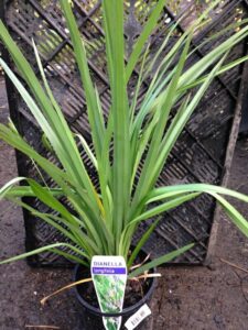 Dianella longifolia - Hello Hello Plants