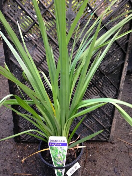 Dianella longifolia 8" Pot