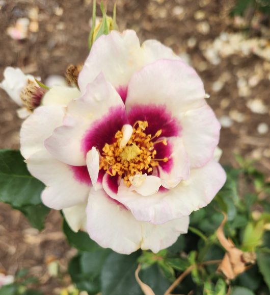 rosa floribunda groundcover rose bush Eyes for You creamy white and purple with yellow centres