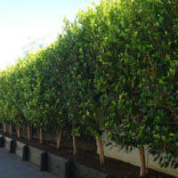 A row of Ficus hillii 'Flash' (Standard 90cm) 8" Pot hedges on a sidewalk.