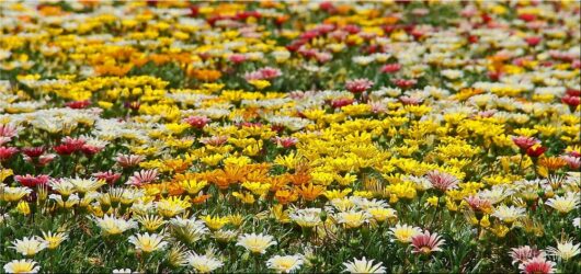 Vibrant field of multi-colored Gazania 'New Day Mix' 6" Pot flowers in full bloom.