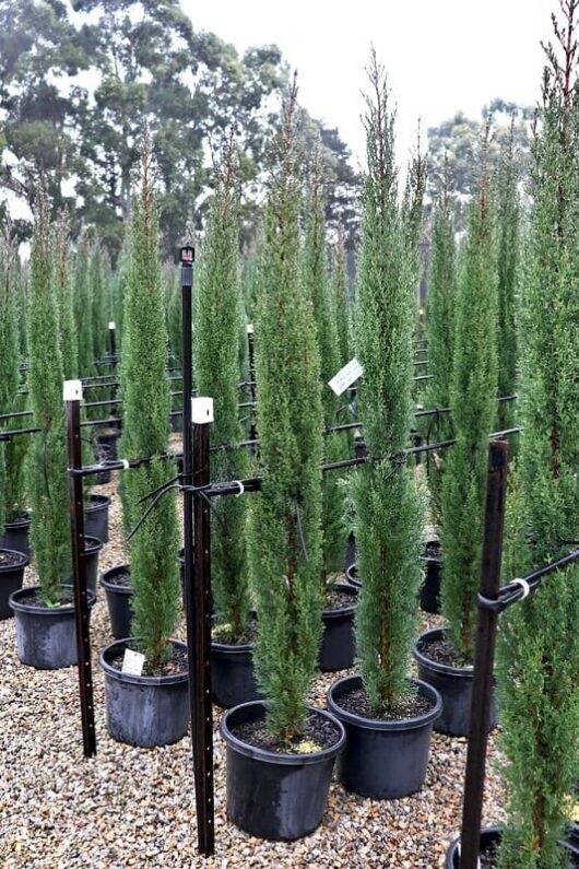 Tall, narrow Cupressus 'Glauca Pencil Pine' 13" Pot trees in black 13" pots arranged on a gravel floor, each with a label, set against a backdrop of eucalypt