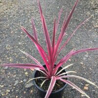 Cordyline 'Pink Passion' 8" Pot