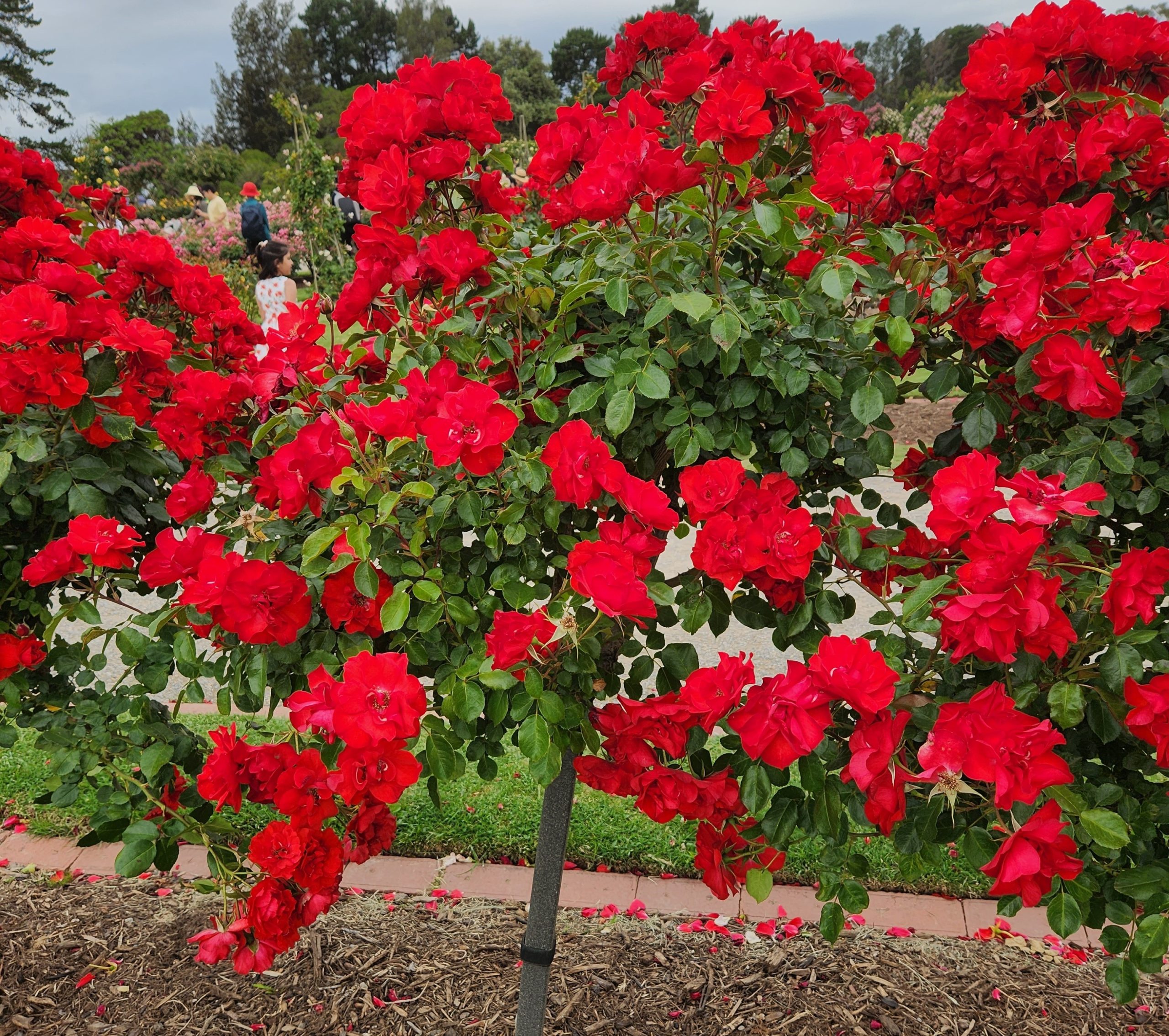 red roses flowering bright red 'La Marseillaise ®' Rose floribunda