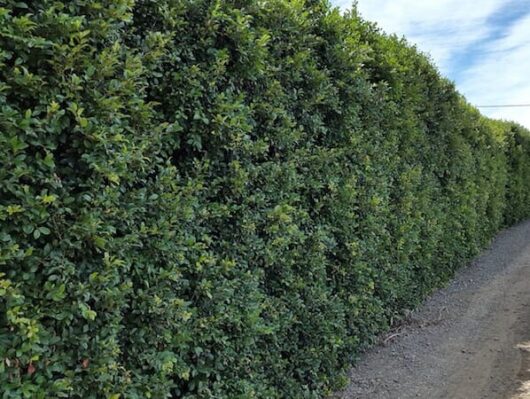 A green Syzygium 'Select Form' Lilly Pilly 16" Pot hedge with a dirt road in the background.
