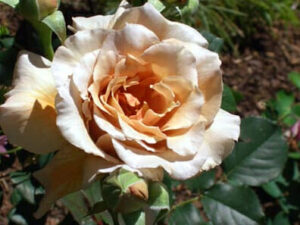 A Rose 'Julias' 2ft Standard is blooming in a garden.