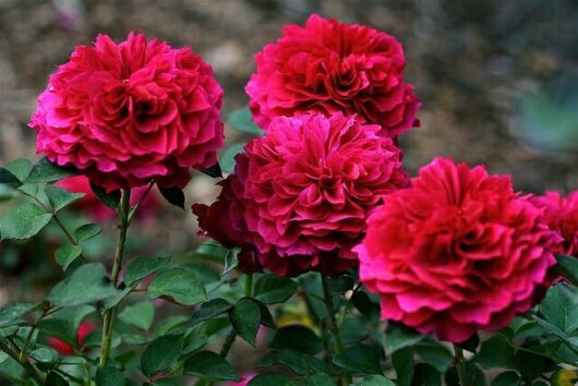 Rose 'Prospero' Bush Form
