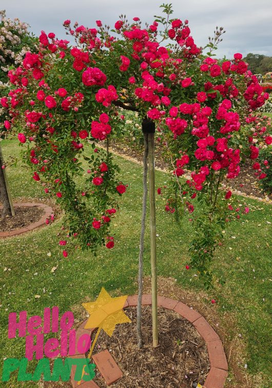 Rose 'Excelsa' Climber