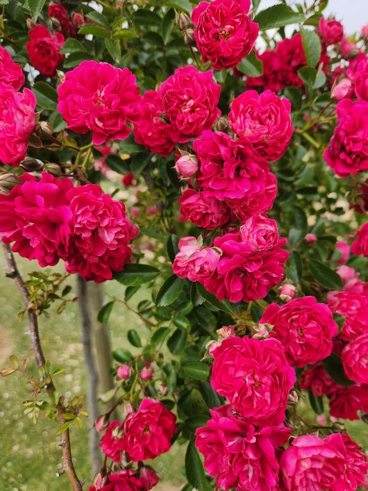 Rose 'Excelsa'