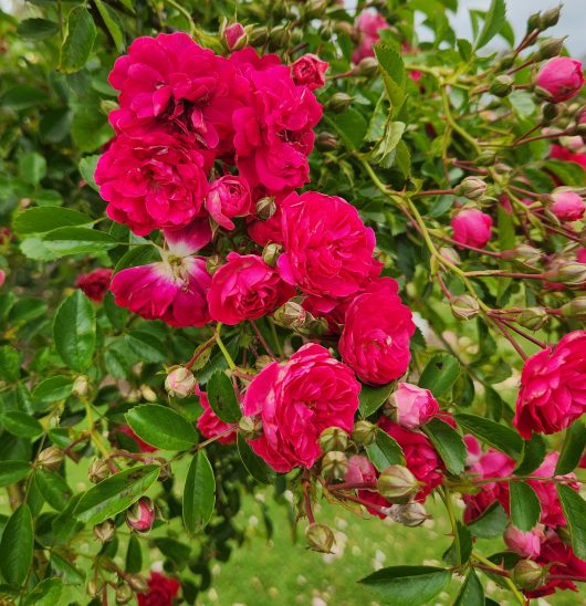 Rose 'Excelsa'