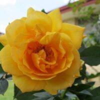 A yellow Rose 'Sun King' Bush Form is blooming in front of a house.