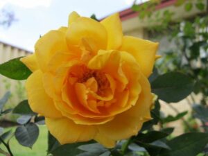 A yellow Rose 'Sun King' Bush Form is blooming in front of a house.