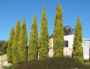 A row of Cupressus 'Swanes Gold' Conifer 10" Pot trees in front of a house.