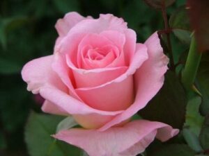 A Rose 'Tiffany' Bush Form, in bush form, is blooming in a garden.