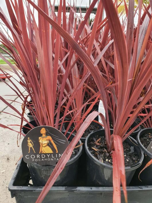 Cordyline 'Pocahontas' 6" Pot plants with vibrant red leaves displayed in a garden center.