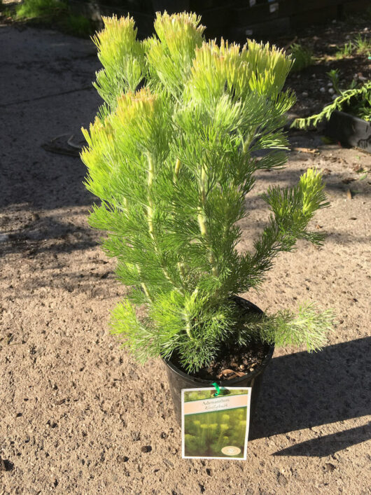 A potted Adenanthos 'Woolly Bush' 6" Pot sitting on a gravel surface in sunlight.