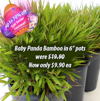Baby Panda Epic Easter Sale