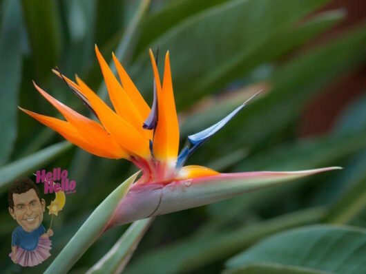 Bird of Paradise