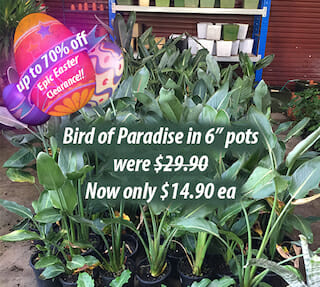 Bird of Paradise Epic Easter Sale