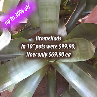 Bromeliads