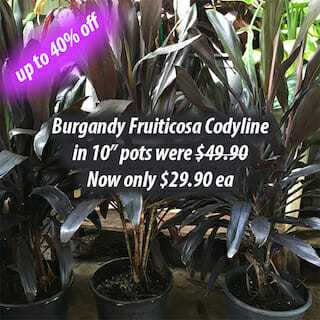 Burgandy Cordyline