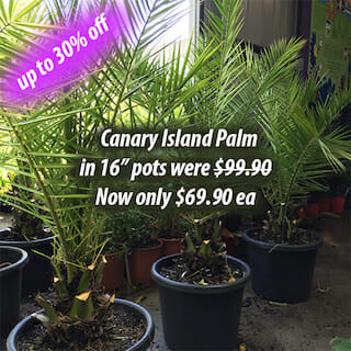 Canary Island Palm
