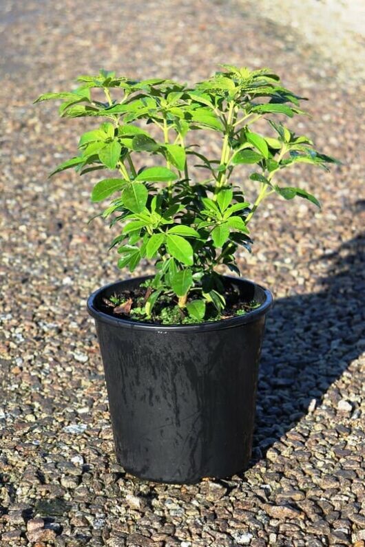 A young Choisya 'Mexican Orange Blossom' plant, with lush green leaves, growing in a black plastic 6" pot placed on a gravel surface.