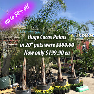 Cocos Palms