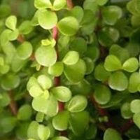 Close-up of dense, green Crassula Jade 'Fine Leaf' Succulent leaves, also known as elephant bush, with visible red stems and fine leaf characteristics.