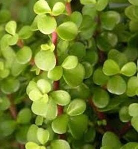 Close-up of dense, green Crassula Jade 'Fine Leaf' Succulent leaves, also known as elephant bush, with visible red stems and fine leaf characteristics.