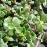 Close-up of a Crassula Jade 'Fine Leaf' Succulent plant with lush green, round, succulent leaves and thick stems.