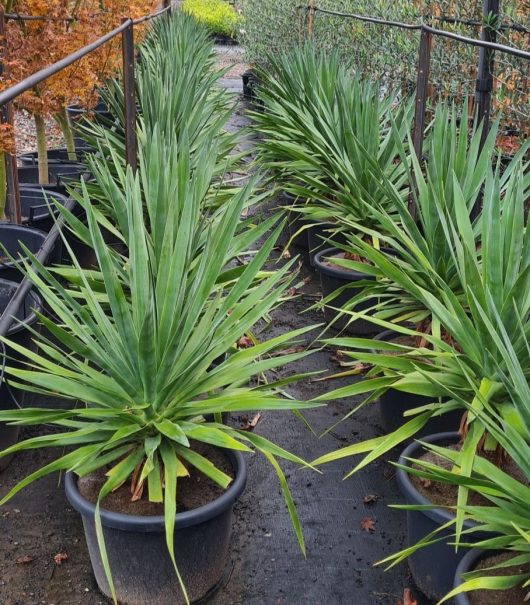 dracaena dragon tree 16inch pot