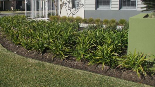 A landscaped garden bed with Dianella 'Tasred®' Flax Lily and decorative grasses bordered by a well-manicured lawn, situated in front of a building with windows and a fence.