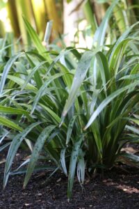 Close-up of a lush, green Dianella 'Tasred®' Flax Lily plant with long, slender leaves growing in dark soil, surrounded by other similar plants in a garden setting.