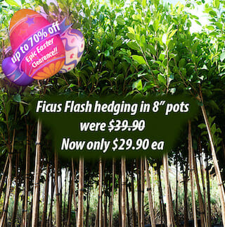 Ficus Flash Hedging Epic Easter
